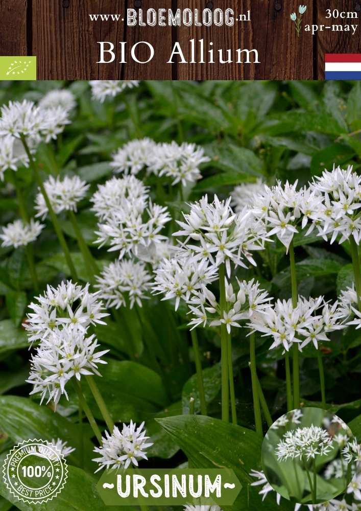 Bio Allium ursinum Daslook witte wilde knoflook biologische bloembollen Bloemoloog