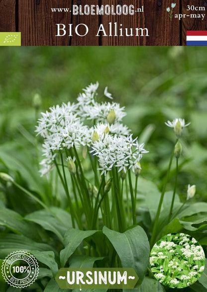 Bio Allium ursinum Daslook witte wilde knoflook biologische bloembollen Bloemoloog