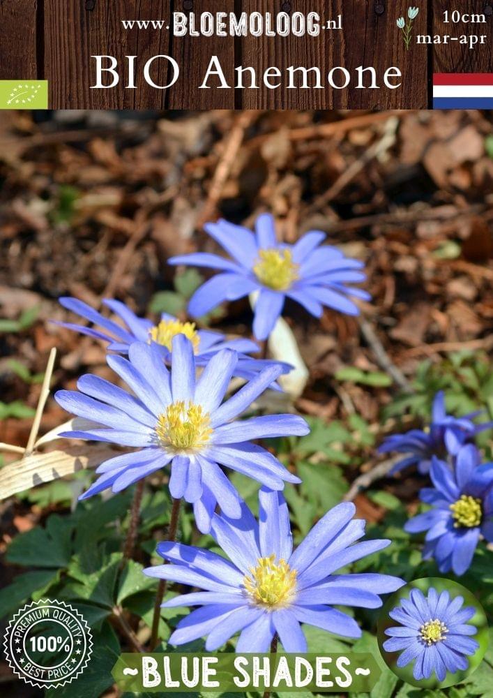 Bio Anemone 'Blanda Blue Shades' biologische blauwe Oosterse anemoon tapijtanemoon - Bloemoloog