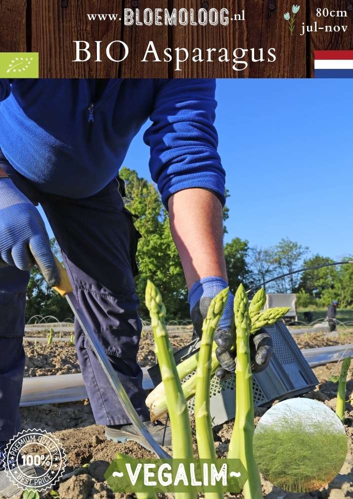 Bio Asparagus 'Vegalim' – Biologische groene asperge, meerjarige groenteplant met hoge opbrengst | Bloemoloog