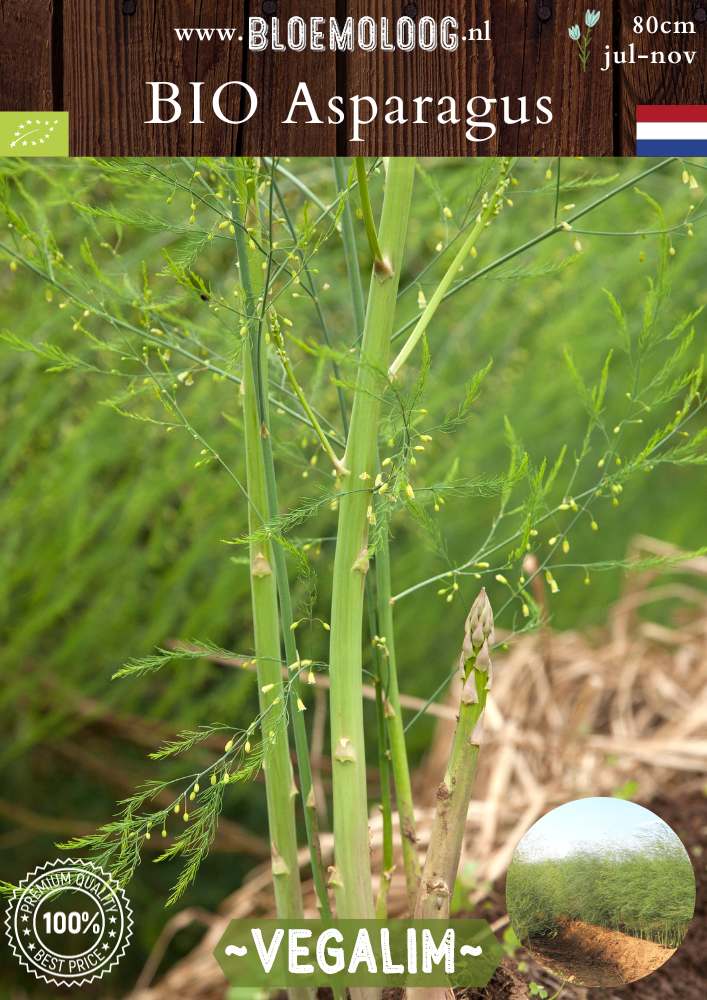 Bio Asparagus 'Vegalim' groene asperge planten biologisch - Bloemoloog