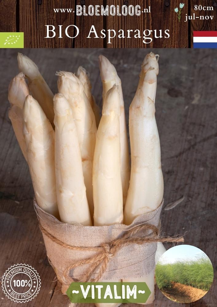 Bio Asparagus 'Vitalim' – Biologische witte asperge, meerjarige groenteplant met hoge opbrengst | Groenteplant – Bloemoloog