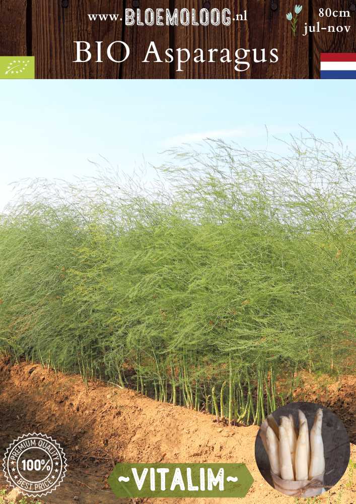 Bio Asparagus 'Vitalim' witte asperge planten biologisch - Bloemoloog