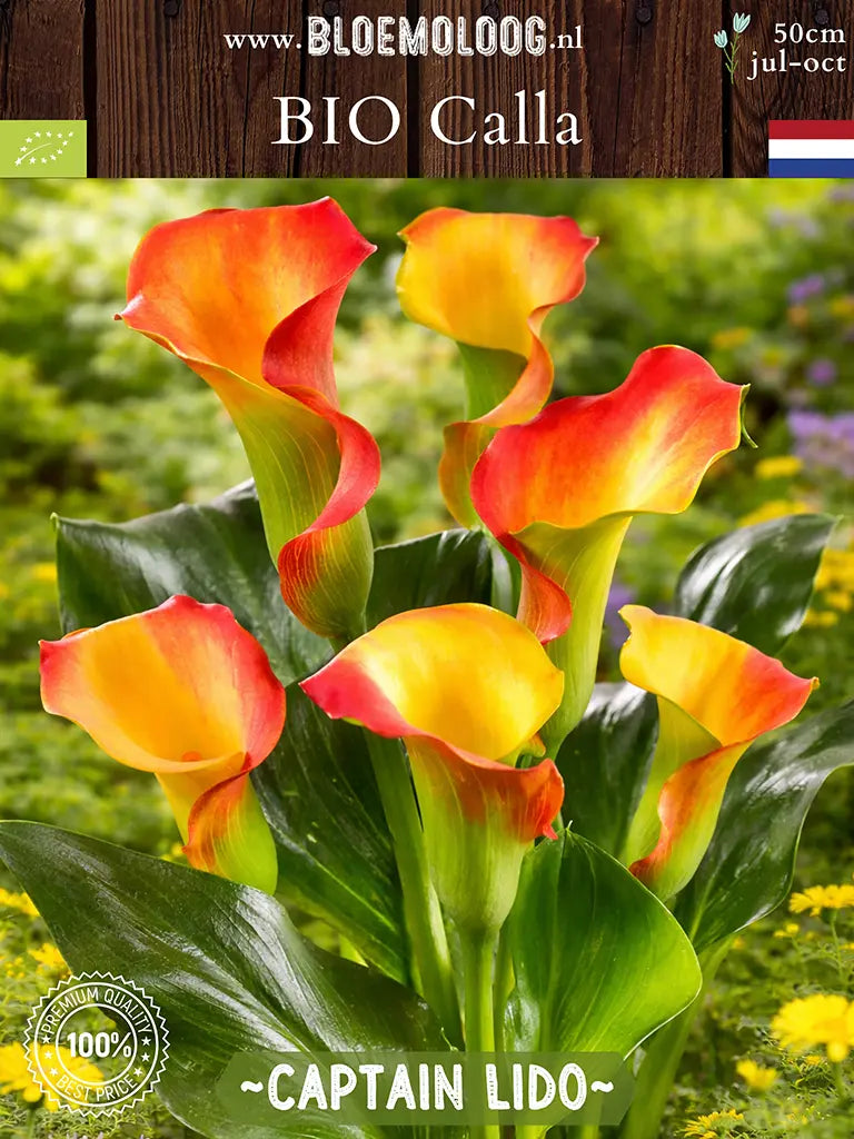 Bio Calla 'Captain Lido' - Oranje/gele Zantedeschia