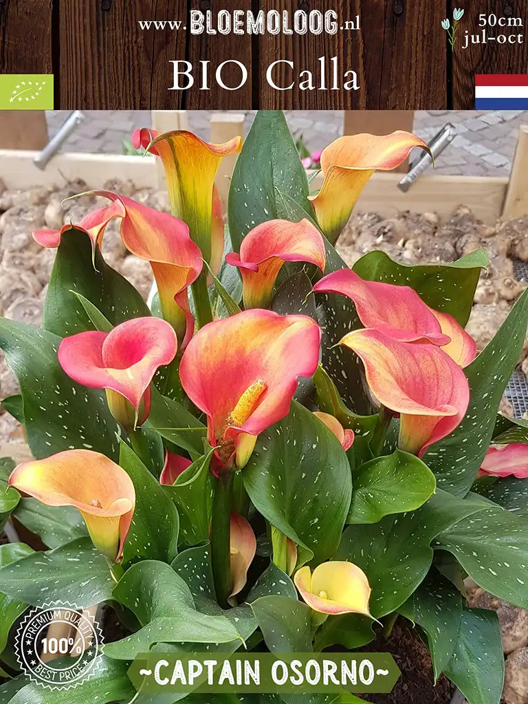 Bio Calla 'Captain Osorno' - Oranje zantedeschia