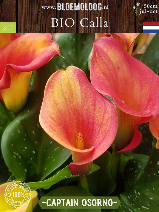 Bio Calla 'Captain Osorno' - Oranje zantedeschia close up