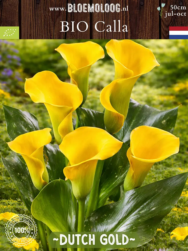 Bio Calla 'Dutch Gold' - Gele Zantedeschia