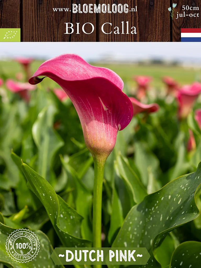 Bio Calla 'Dutch Pink' - Roze zantedeschia bloem van voren
