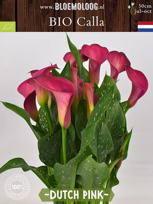 Bio Calla 'Dutch Pink' - Roze zantedeschia in pot