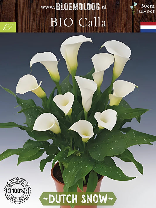 Bio Calla 'Dutch Snow' - Witte zantedeschia