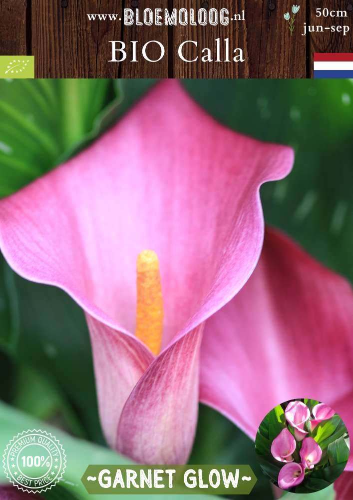 Bio Calla 'Garnet Glow' Biologische roze aronskelk Zantedeschia - Bloemoloog