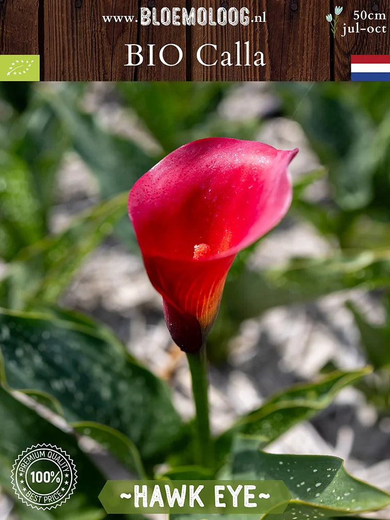 Bio Calla 'Hawk Eye' - Rode zantedeschia