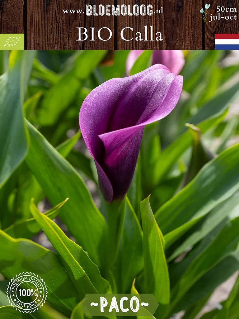 Bio Calla 'Paco' - Paarse zantedeschia close up van voren