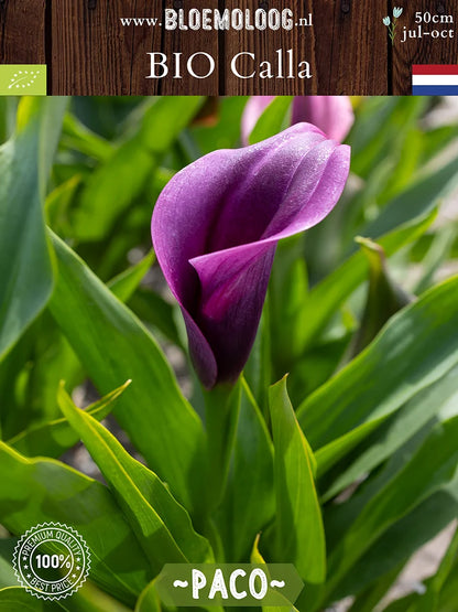 Bio Calla 'Paco' - Paarse zantedeschia close up van voren