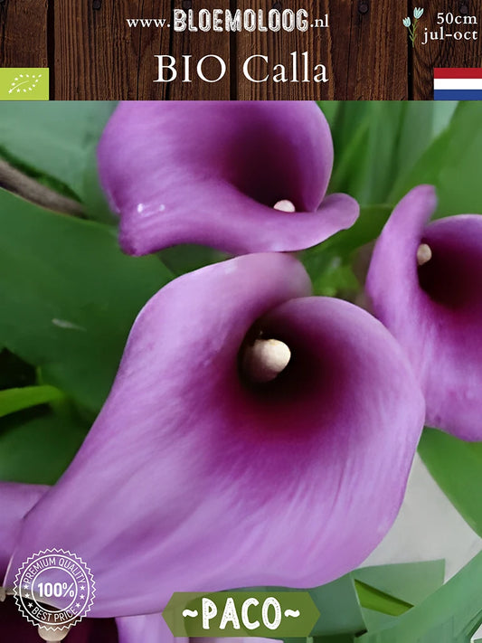 Bio Calla 'Paco' - Paarse zantedeschia close up van boven