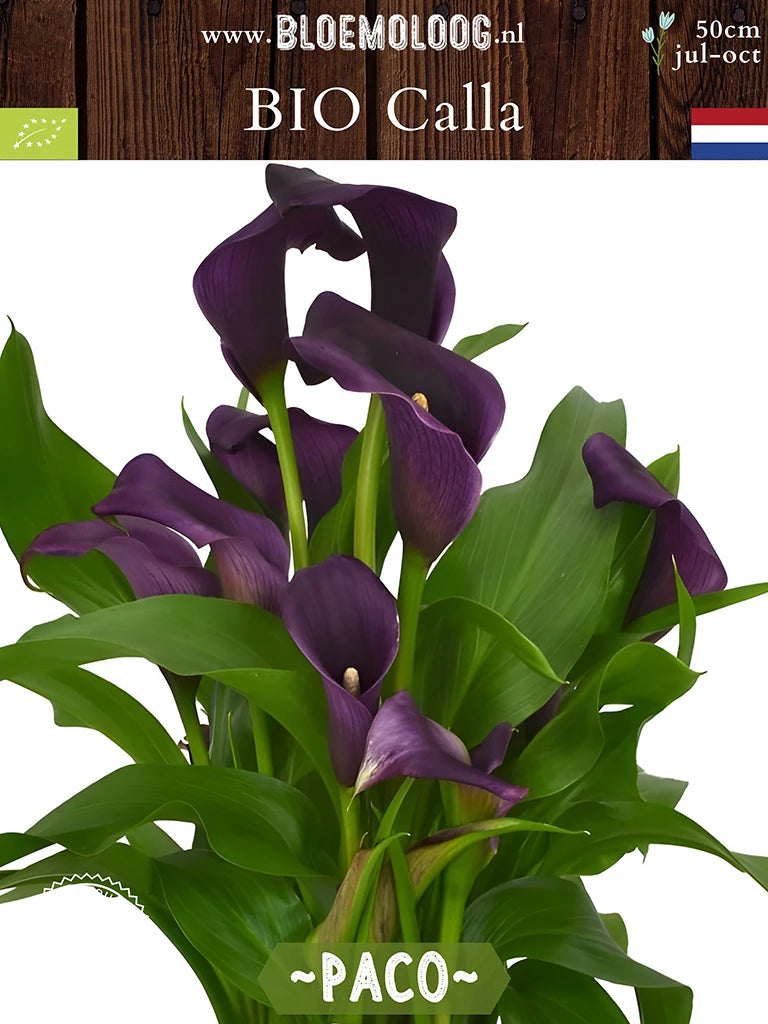 Bio Calla 'Paco' - Paarse zantedeschia in pot