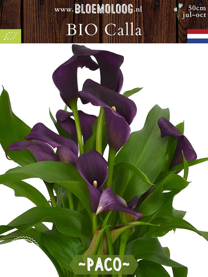 Bio Calla 'Paco' - Paarse zantedeschia in pot