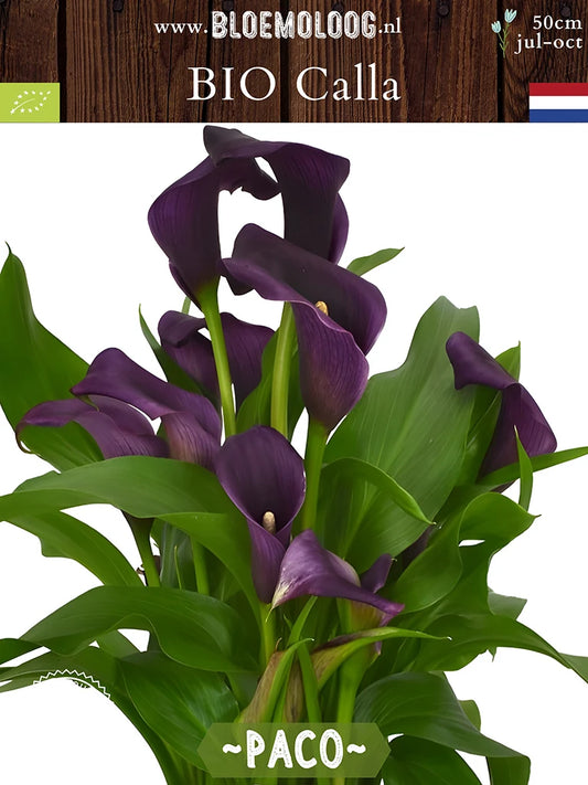 Bio Calla 'Paco' - Paarse zantedeschia in pot