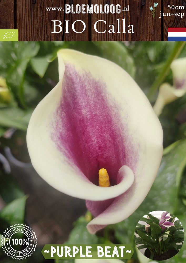Bio Calla 'Purple Beat' biologische paarse zantedeschia met witte rand