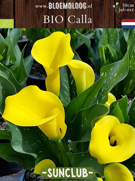 Bio Calla 'Sunclub' - Lichtgele zantedeschia