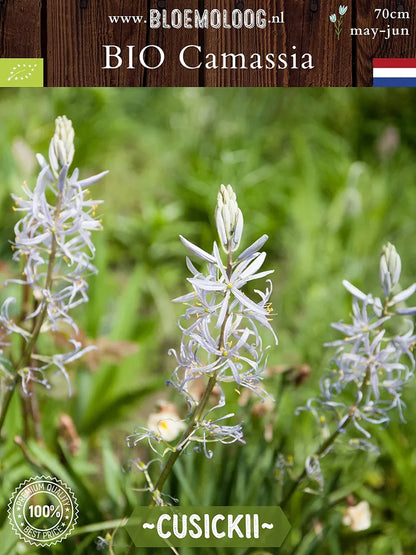 Lichtblauwe prairielelie Camassia cusickii met stervormige bloemen