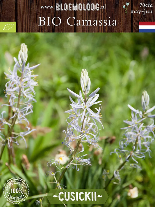 Lichtblauwe prairielelie Camassia cusickii met stervormige bloemen