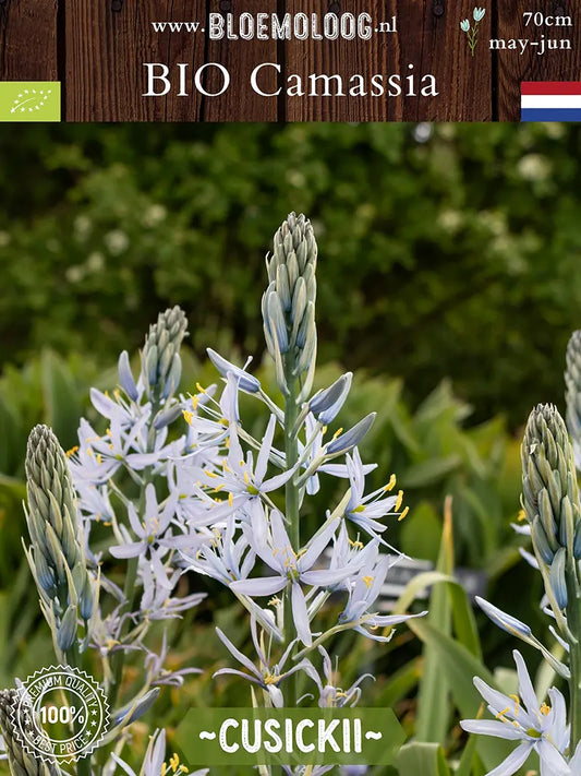 Lichtblauwe bloemen van biologische Camassia cusickii (prairielelie) in bloei