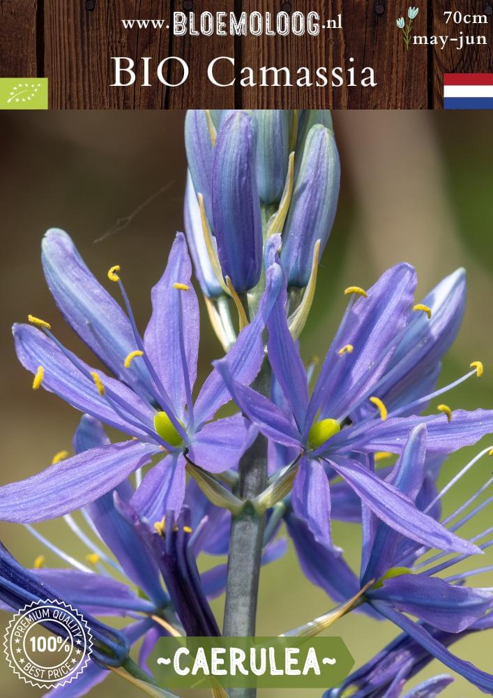 Bio Camassia leichtlinii 'Caerulea' biologische blauwe prairielelie indianenbloem - Bloemoloog