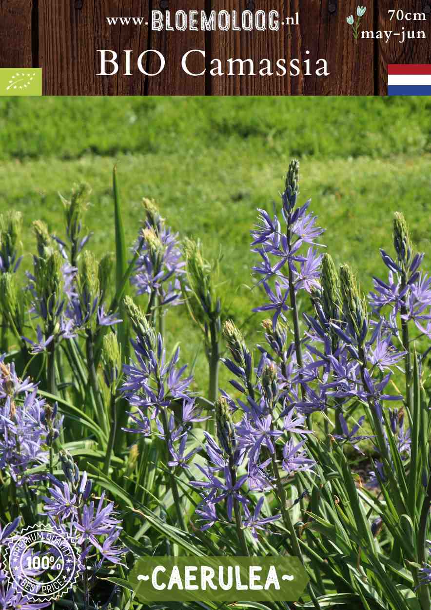 Bio Camassia leichtlinii 'Caerulea' blauwe prairielelie biologische bloembollen