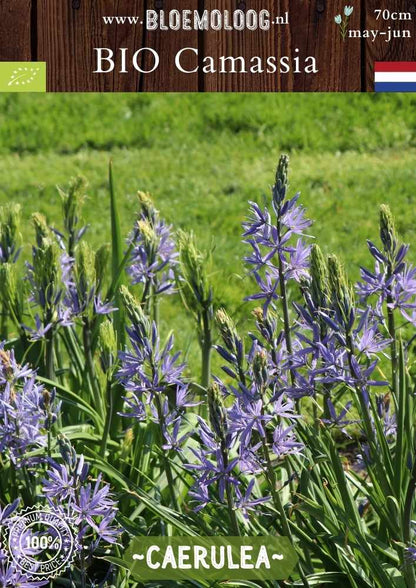 Bio Camassia leichtlinii 'Caerulea' – Blauwe prairielelie, biologische bloembollen voor een natuurlijke en duurzame tuin