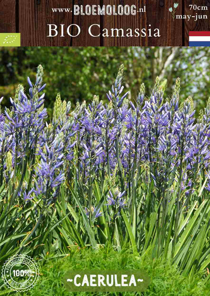 Bio Camassia leichtlinii 'Caerulea' blauwe prairielelie biologische bloembollen