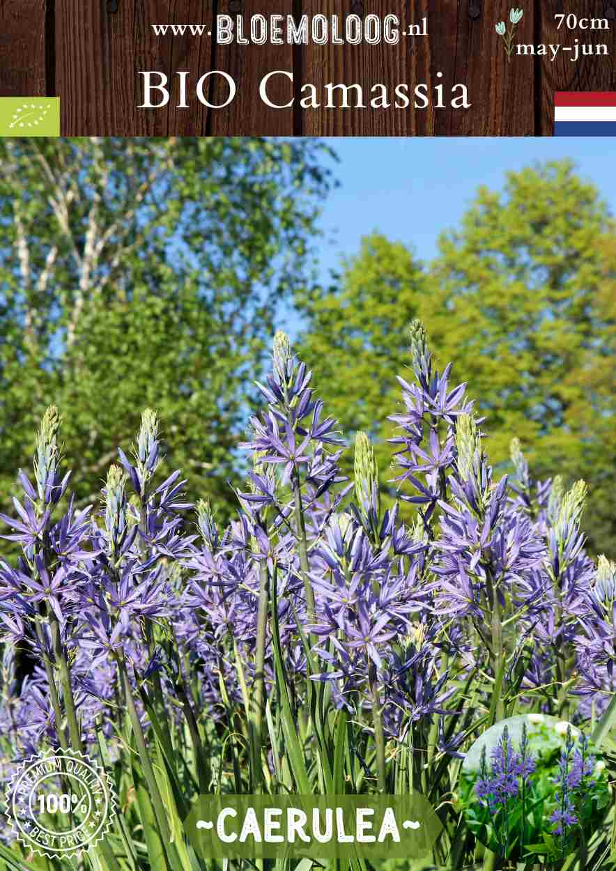 Bio Camassia leichtlinii 'Caerulea' blauwe prairielelie biologische bloembollen