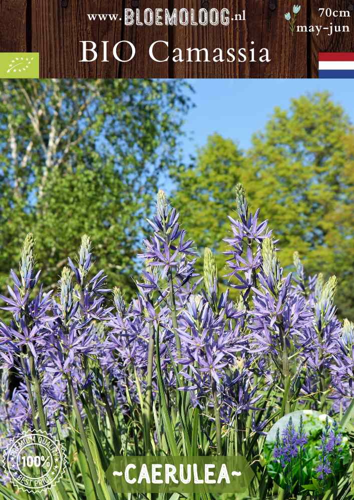 Bio Camassia leichtlinii 'Caerulea' – Blauwe prairielelie, biologische bloembollen voor een natuurlijke en duurzame tuin