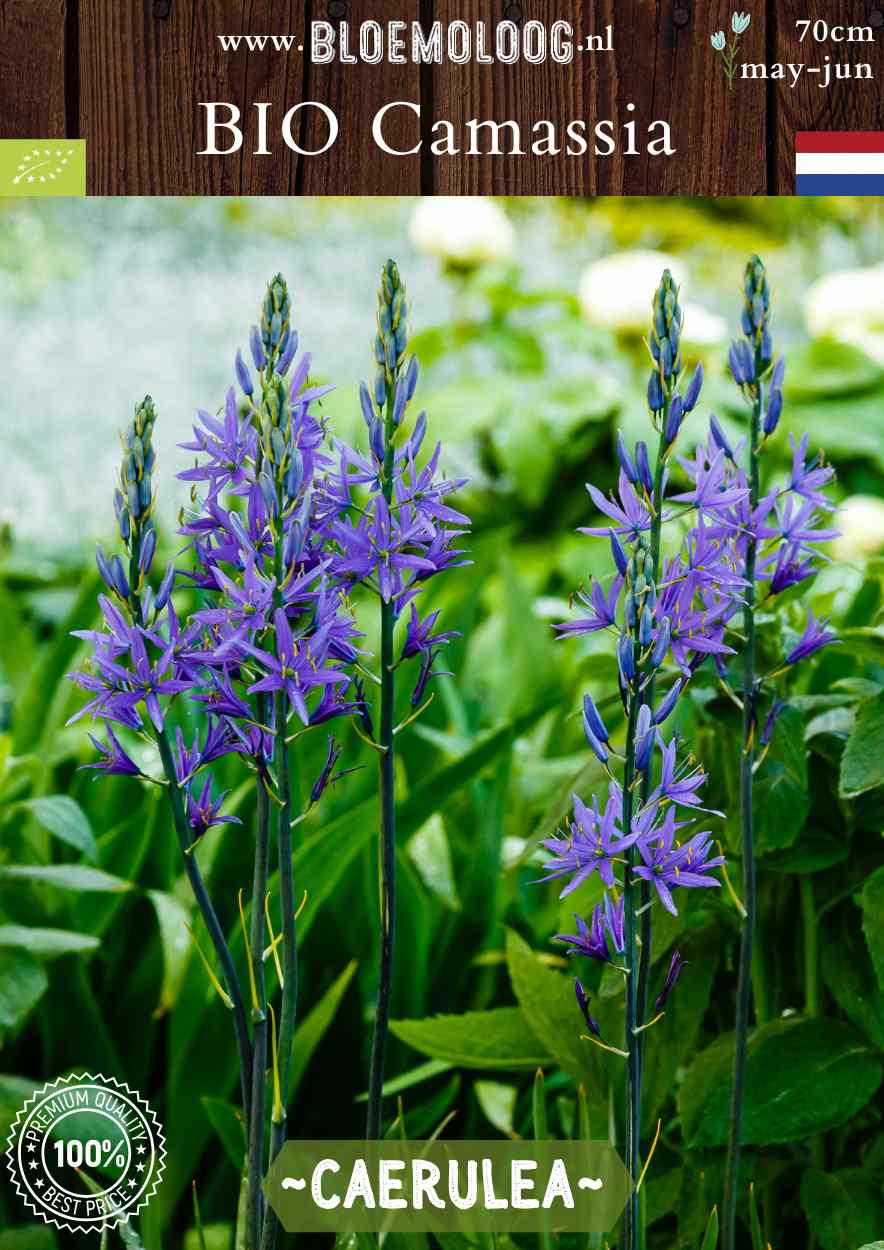 Bio Camassia leichtlinii 'Caerulea' blauwe prairielelie biologische bloembollen