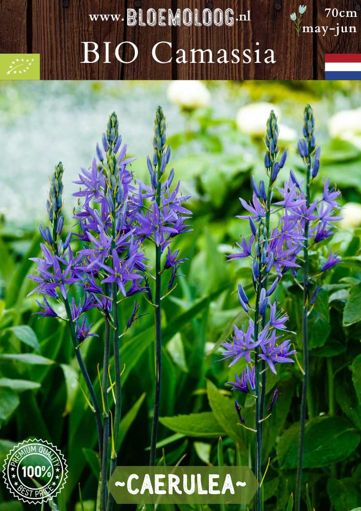 Bio Camassia leichtlinii 'Caerulea' – Blauwe prairielelie, biologische bloembollen voor een natuurlijke en duurzame tuin