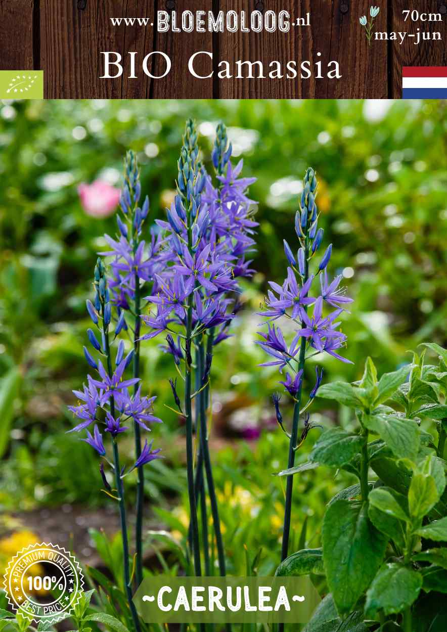 Bio Camassia leichtlinii 'Caerulea' blauwe prairielelie biologische bloembollen