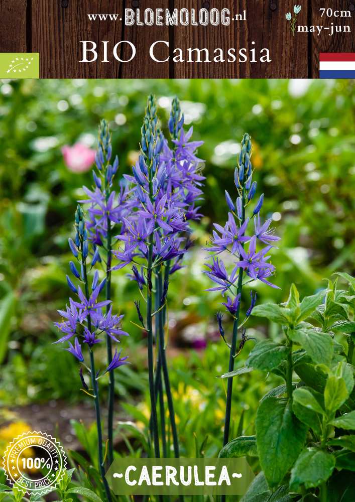 Bio Camassia leichtlinii 'Caerulea' – Blauwe prairielelie, biologische bloembollen voor een natuurlijke en duurzame tuin