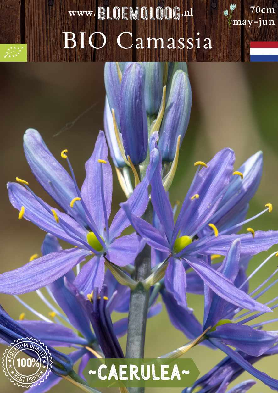 Bio Camassia leichtlinii 'Caerulea' blauwe prairielelie biologische bloembollen