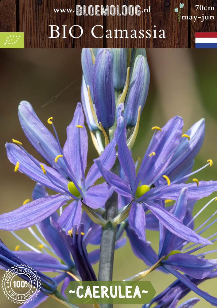 Bio Camassia leichtlinii 'Caerulea' – Blauwe prairielelie, biologische bloembollen voor een natuurlijke en duurzame tuin