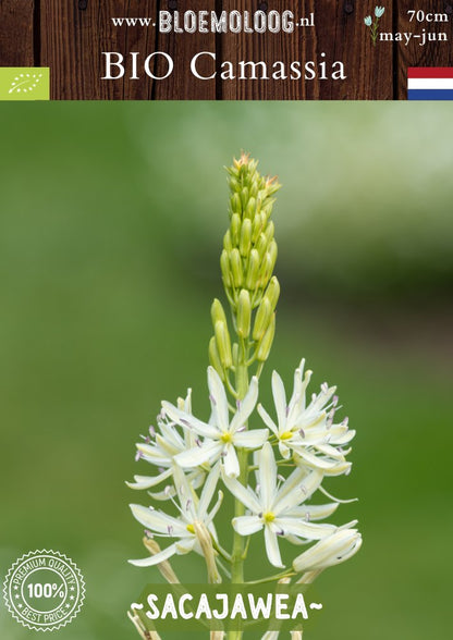 Bio Camassia leichtlinii 'Sacajawea' – Biologische witte prairielelie, duurzame bloembollen van Bloemoloog