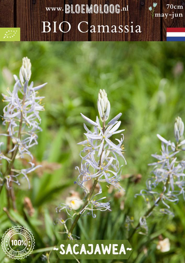 Bio Camassia leichtlinii 'Sacajawea' – Biologische witte prairielelie, duurzame bloembollen van Bloemoloog