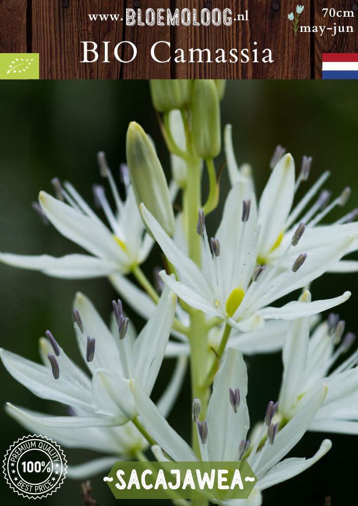 Bio Camassia leichtlinii 'Sacajawea' – Biologische witte prairielelie, duurzame bloembollen van Bloemoloog