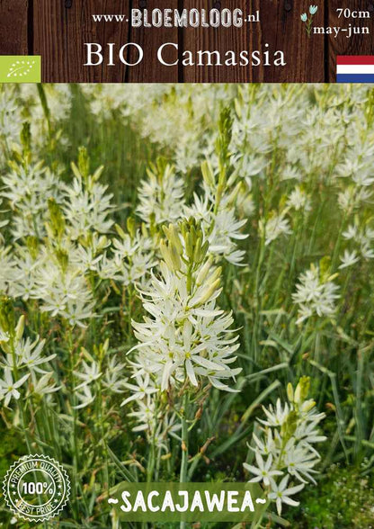 Bio Camassia leichtlinii 'Sacajawea' – Biologische witte prairielelie, duurzame bloembollen van Bloemoloog