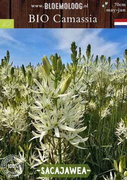 Bio Camassia leichtlinii 'Sacajawea' – Biologische witte prairielelie, duurzame bloembollen van Bloemoloog