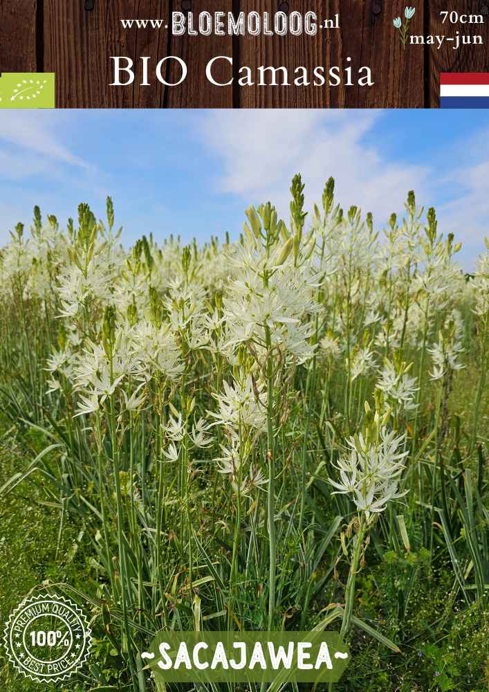 Bio Camassia leichtlinii 'Sacajawea' – Biologische witte prairielelie, duurzame bloembollen van Bloemoloog