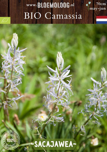 Bio Camassia leichtlinii 'Sacajawea' witte prairielelie biologische bloembollen