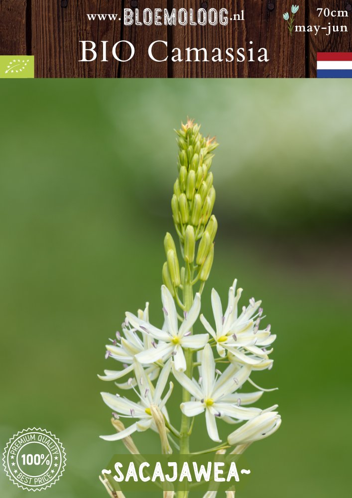 Bio Camassia leichtlinii 'Sacajawea' witte prairielelie biologische bloembollen