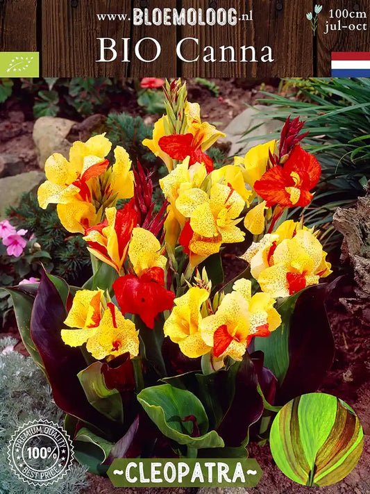 Bio Canna 'Cleopatra' biologisch geel rode bloemriet