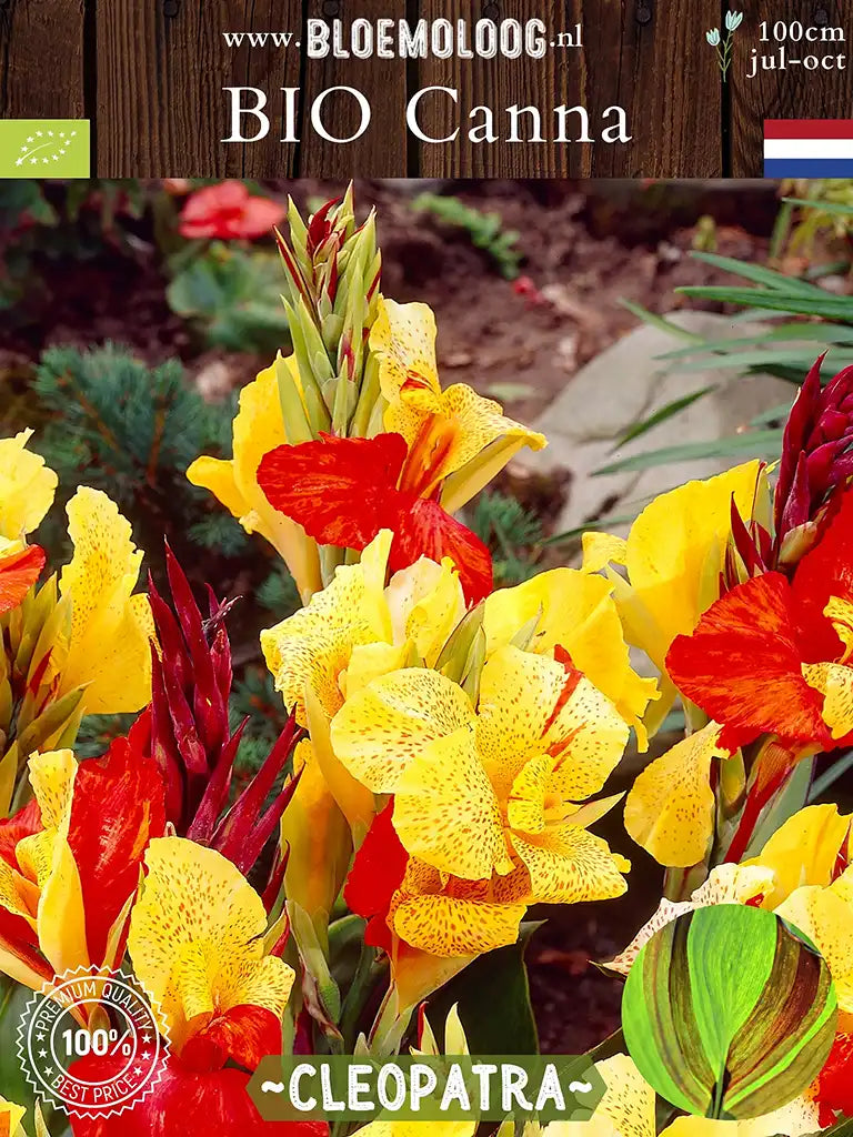 Bio Canna 'Cleopatra' biologisch geel rode bloemriet close up