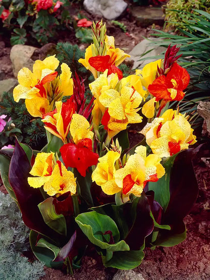 Bio Canna 'Cleopatra' biologisch geel rode bloemriet zonder frame